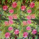 244 Roses - 3-ply - Atelier